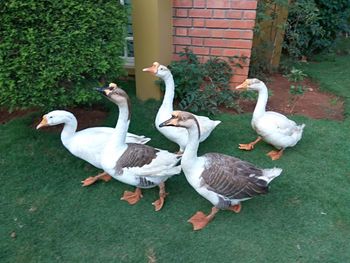 Swans on grass