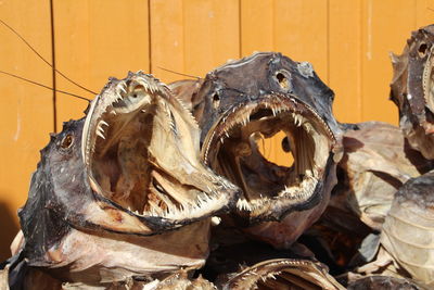 Close-up of dry fish at market stall against fence