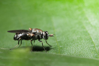 Extreme close-up of fruit fly on leaf