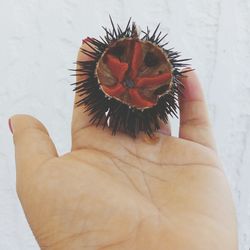 Close-up of hand holding butterfly