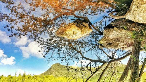 Low angle view of tree against sky during autumn