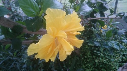 Close-up of yellow flower