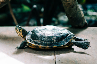 Tortoise stretching in the rainforest