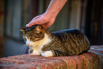 Cropped hand petting cat sitting on retaining wall