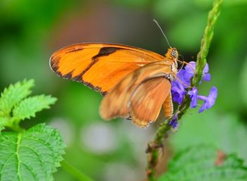 Close-up of butterfly pollinating flower