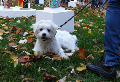 Portrait of a dog