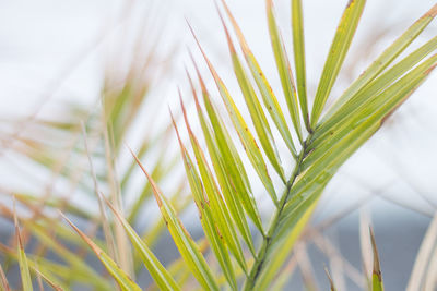 Close-up of wheat plant against sky