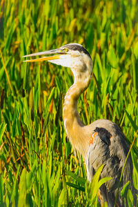 Gray heron on a land