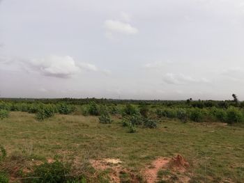 Scenic view of field against sky