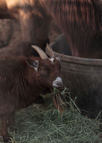 Pygmy goat eating grass