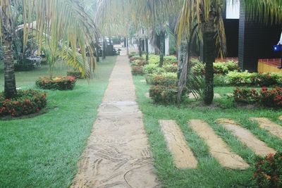 Footpath amidst plants in park