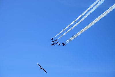 Low angle view of seagull flying against airplanes during airshow in clear blue sky