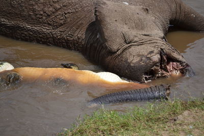 View of horse in water