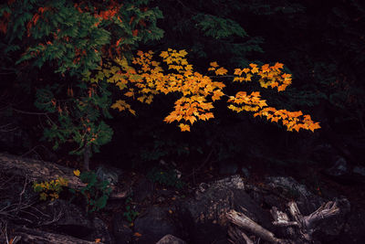High angle view of yellow flowering plants on land