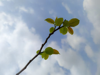 Low angle view of flowering plant against sky