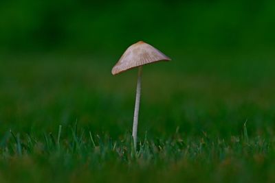 Close-up of mushroom growing on field