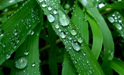 Close-up of wet plant leaves during rainy season