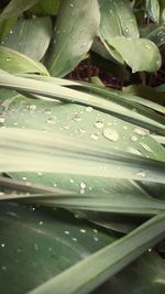 Close-up of water drops on leaf