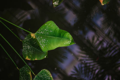 Close-up of raindrops on leaves