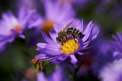 Close-up of honey bee on purple flower