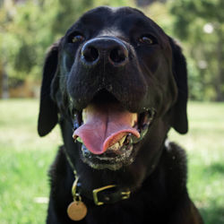 Close-up portrait of dog