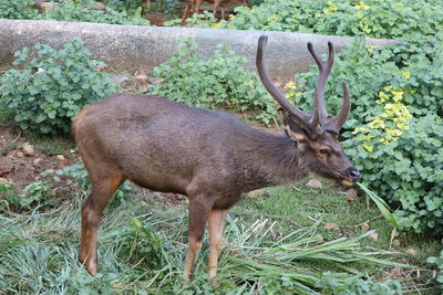 Deer standing on field