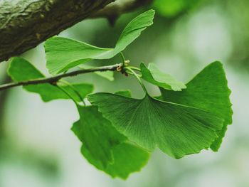 Close-up of leaves