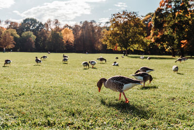 Flock of birds on field