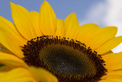 Close-up of sunflower