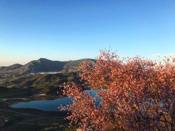 View of flowering plants against sky during autumn