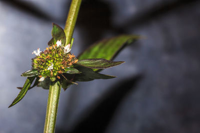 Close-up of flower against blurred background