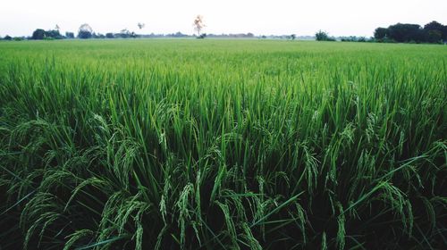 Scenic view of agricultural field against sky