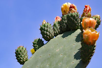 Close-up of cactus growing on plant against sky