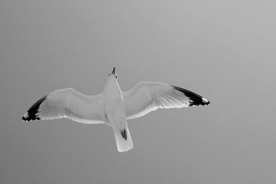 Low angle view of bird flying against clear sky