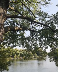 Trees by lake in forest against sky
