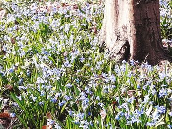 Flowering plants and trees on field