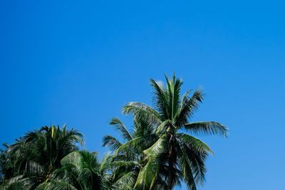 Low angle view of palm trees against clear blue sky