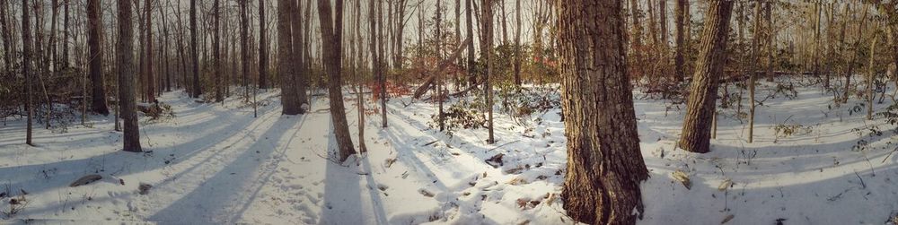 Trees on snow covered landscape