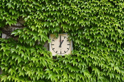 Clock amidst plants against trees
