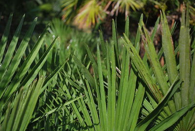 Close-up of fresh green leaves on field