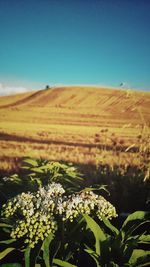 Flowers growing in field against cloudy sky