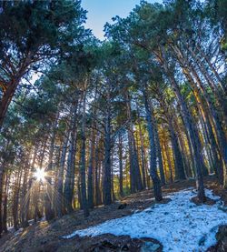 Low angle view of sunlight streaming through trees in forest