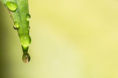 Close-up of water drops on leaf