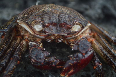 Close-up of crab