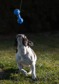 View of dog on field