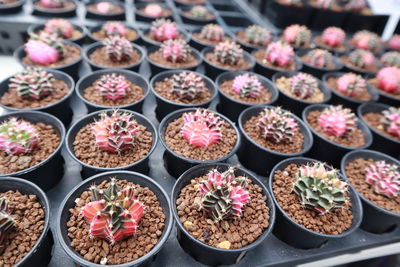 High angle view of potted plants for sale at market