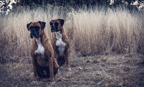 Brown dogs sitting on land