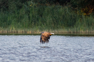 Bird flying over lake