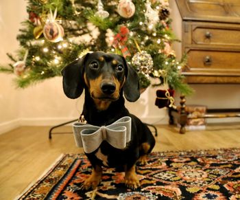 Sausage dog in bow 