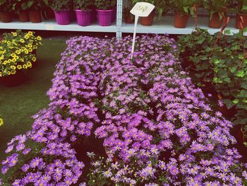 Full frame of purple flowers